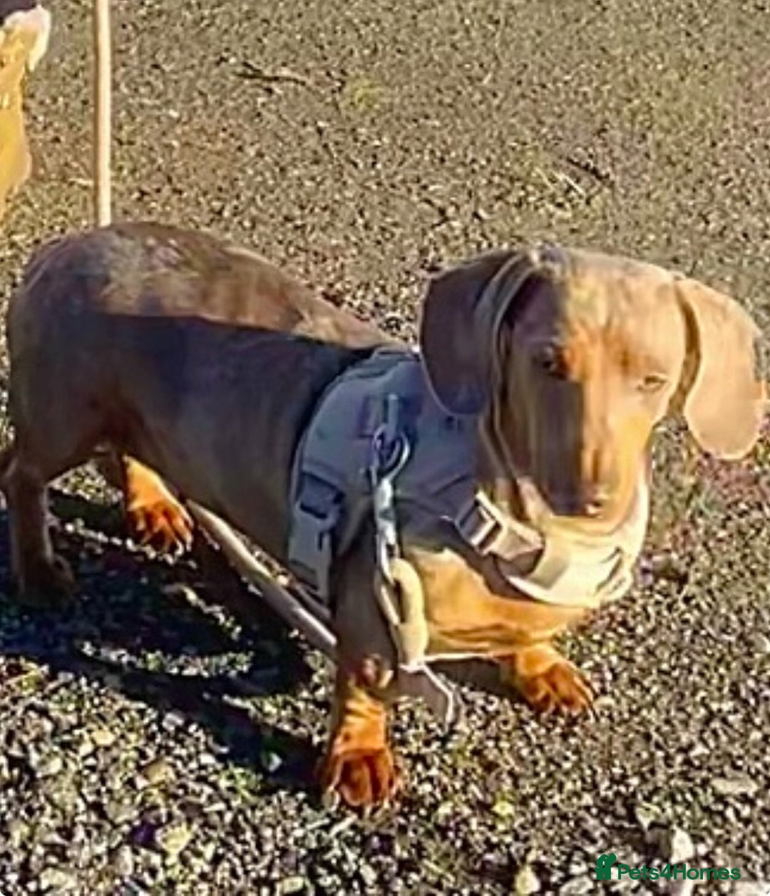 Miniature Dachshund dogs for sale: Miniature dachshund dapple female adult - Advert 1