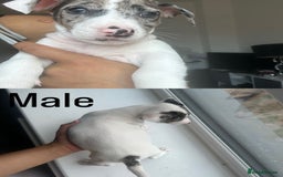 Jack Russell dogs for sale: Gorgeous Merle Jack Russells – Ready for Homes! - Image 10
