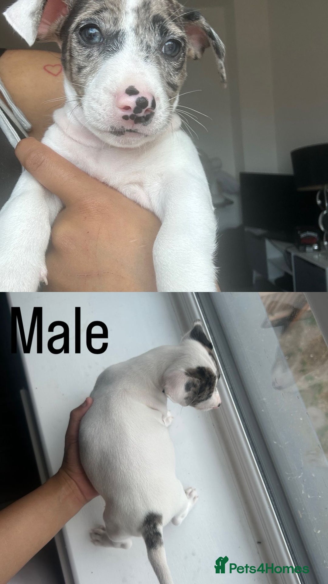 Jack Russell dogs for sale: Gorgeous Merle Jack Russells – Ready for Homes! - Image 10