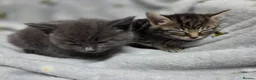 Mixed Breed cats for sale: Beautiful kittens looking for their forever homes  - Advert 14