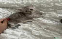 Persian cats for sale: Persian kittens  - Image 6
