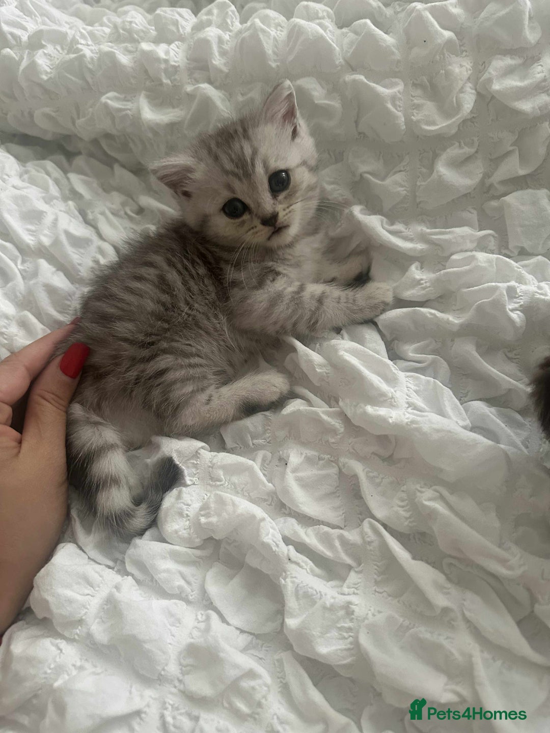 Persian cats for sale: Persian kittens  - Image 6