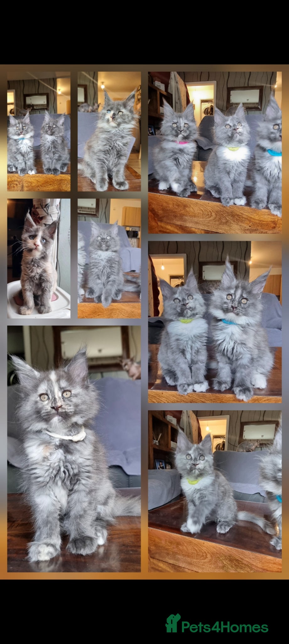 Maine Coon cats Excellent pedigree kittens - Advert 2