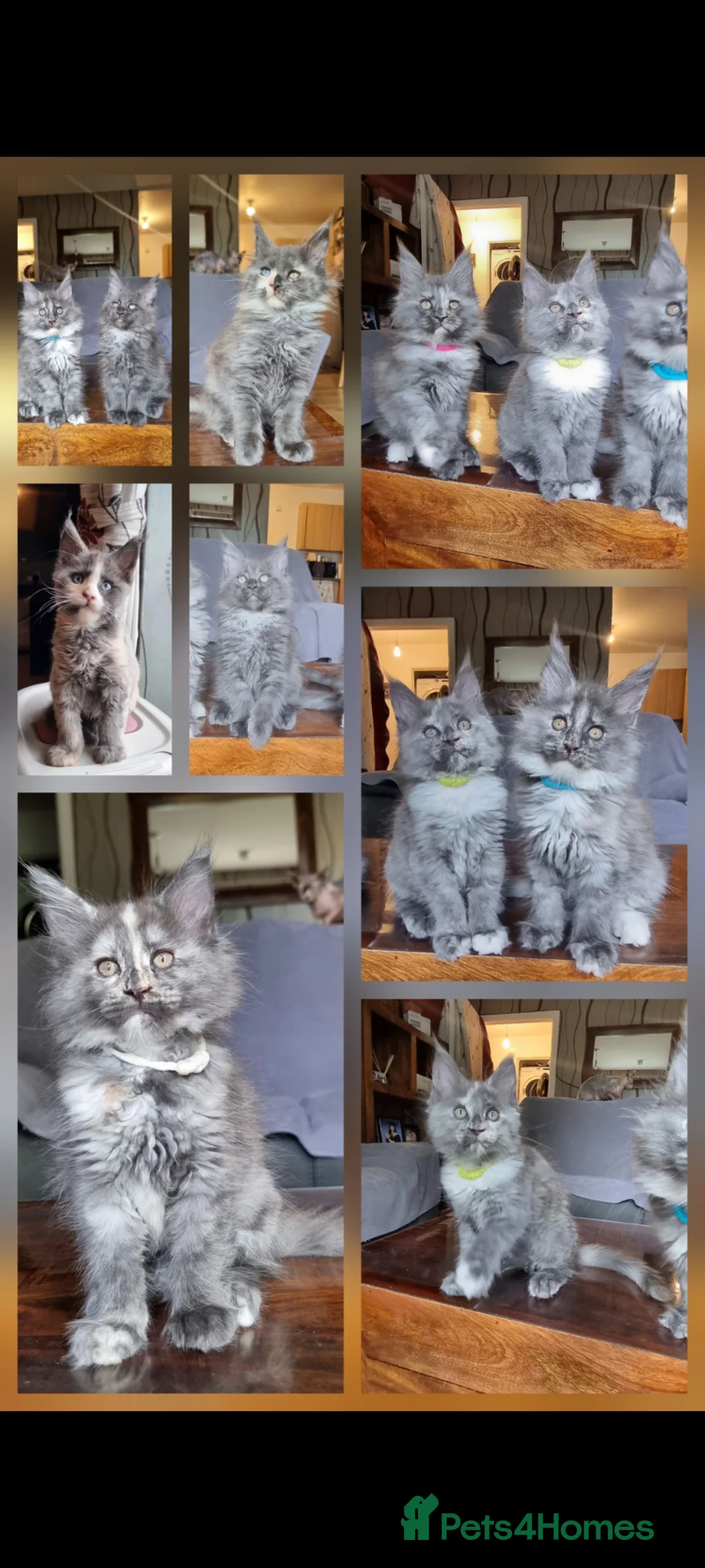 Maine Coon cats for sale: XXL pedigree kittens ready on the 20th of June - Advert 2
