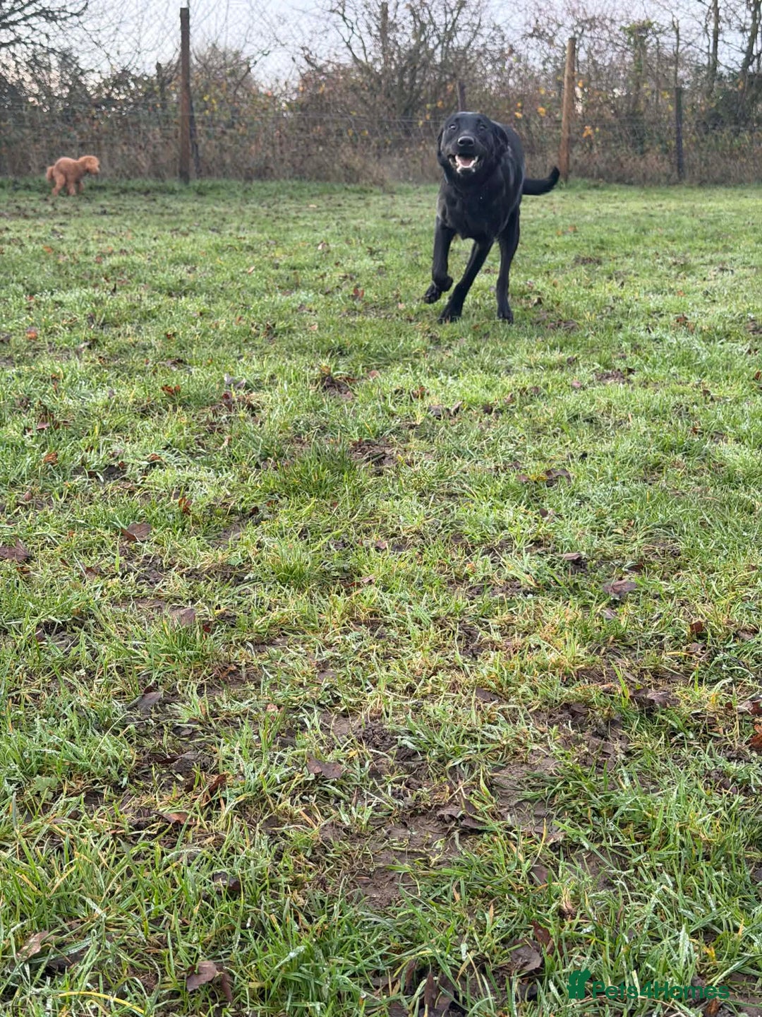 Labrador Retriever dogs for sale: labrador retriever - Advert 2