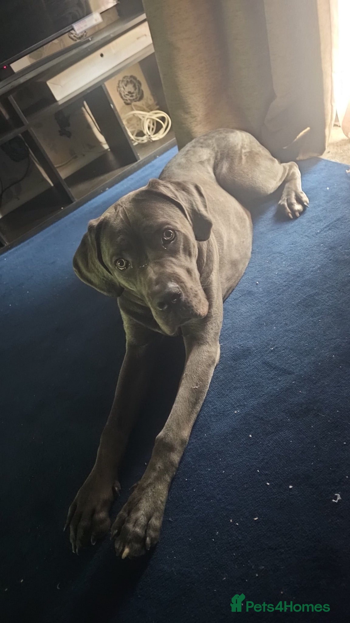 Mixed Breed dogs for sale: Cane corso x neapolitan mastiff  in Redditch - Advert 2
