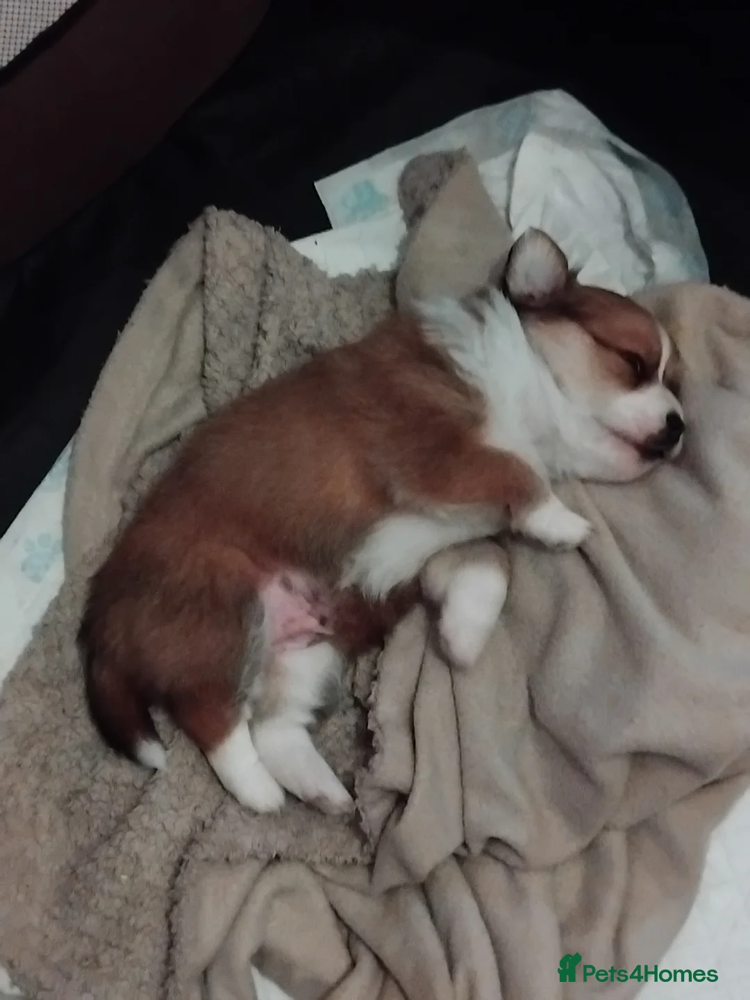 Pomchi dogs for sale: Pomchi puppies - Advert 8