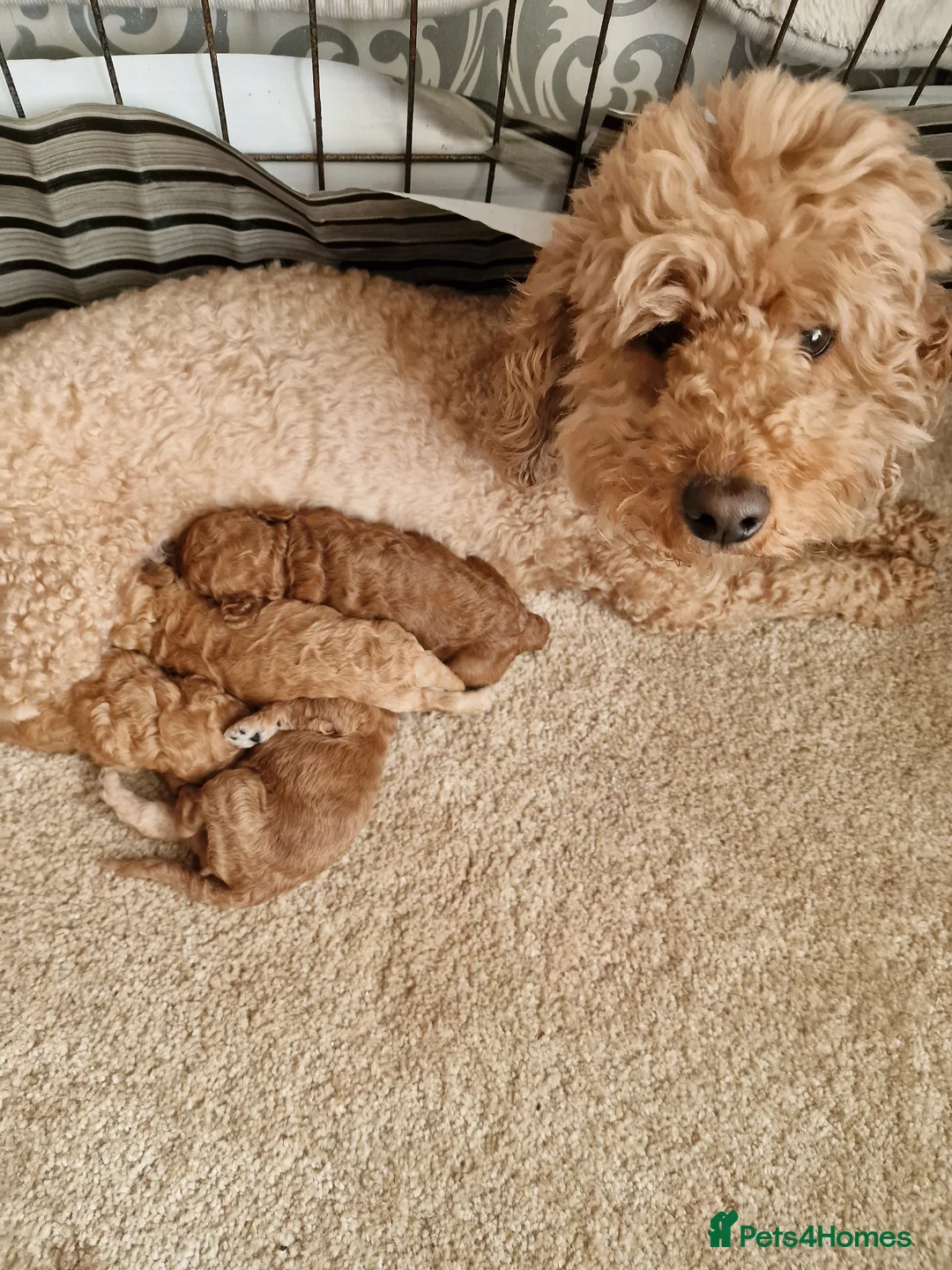 Cockapoo dogs for sale: 1,200 - Advert 2