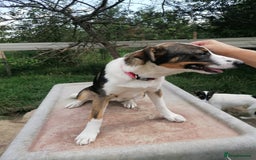 Mixed Breed dogs for adoption: 💖🐶 SESI 🐶💖 - Image 19