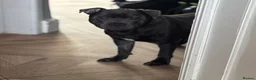 Staffordshire Bull Terrier dogs for stud: For Stud in Rotherham - Advert 17