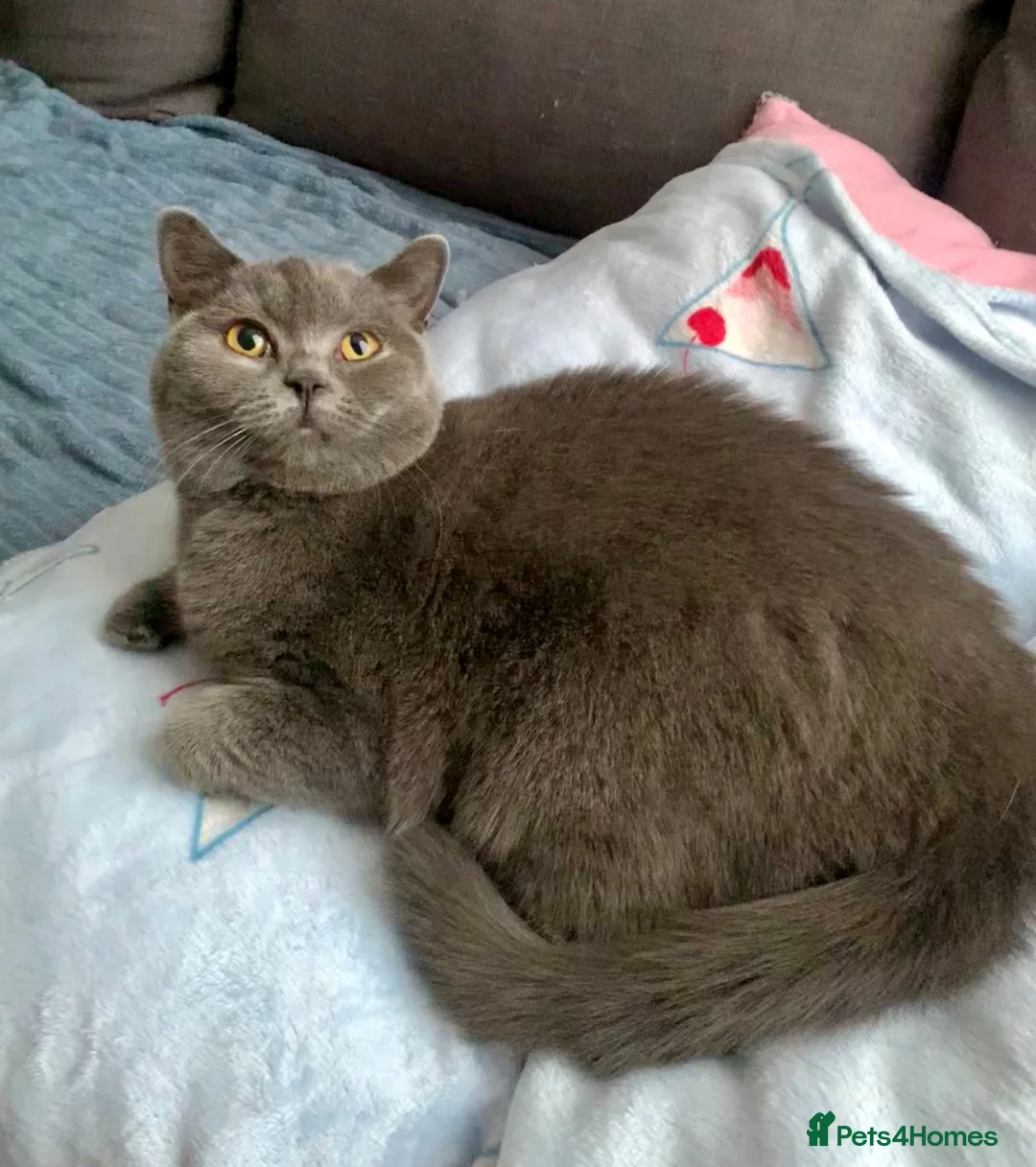 British Shorthair cats for sale: Lovely Blue Gccf Registered Neutered Girl  - Advert 2