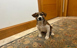 Jack Russell dogs for sale: One 10week old docked pure breed broken coated boy - Image 3