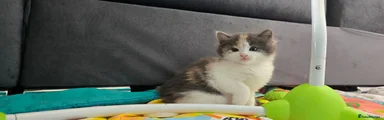 Ruby - Dilute Calico (Grey/Cream/White) (Long-haired)Girl