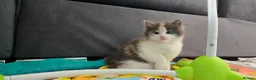 Mixed Breed cats for sale: Beautiful Kittens Looking for Their Forever Homes - Advert 9