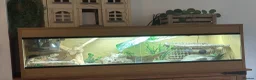 Bearded Dragon reptiles for sale: Bearded Dragon  - Advert 4
