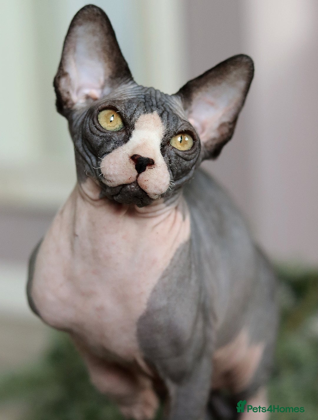 Sphynx cats for sale: Bloodline Sphynx Kittens  - Advert 6