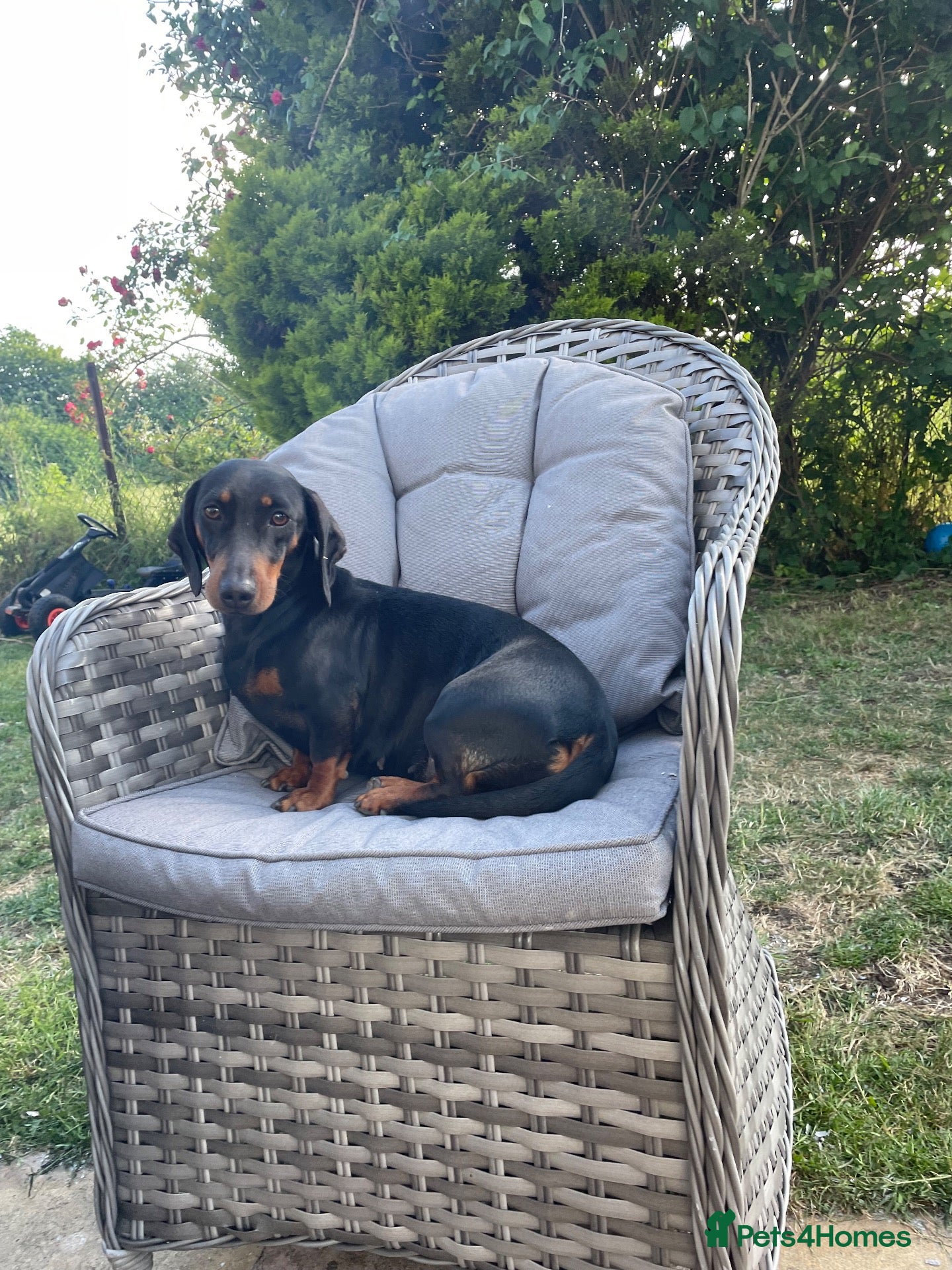 Miniature Dachshund dogs for sale: Dachshund Puppies - Advert 3