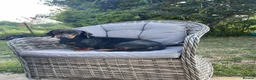 Miniature Dachshund dogs for sale: Dachshund Puppies - Advert 1
