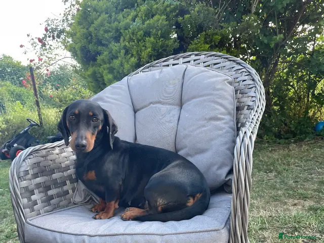 Miniature Dachshund dogs for sale: Dachshund Puppies - Advert 3