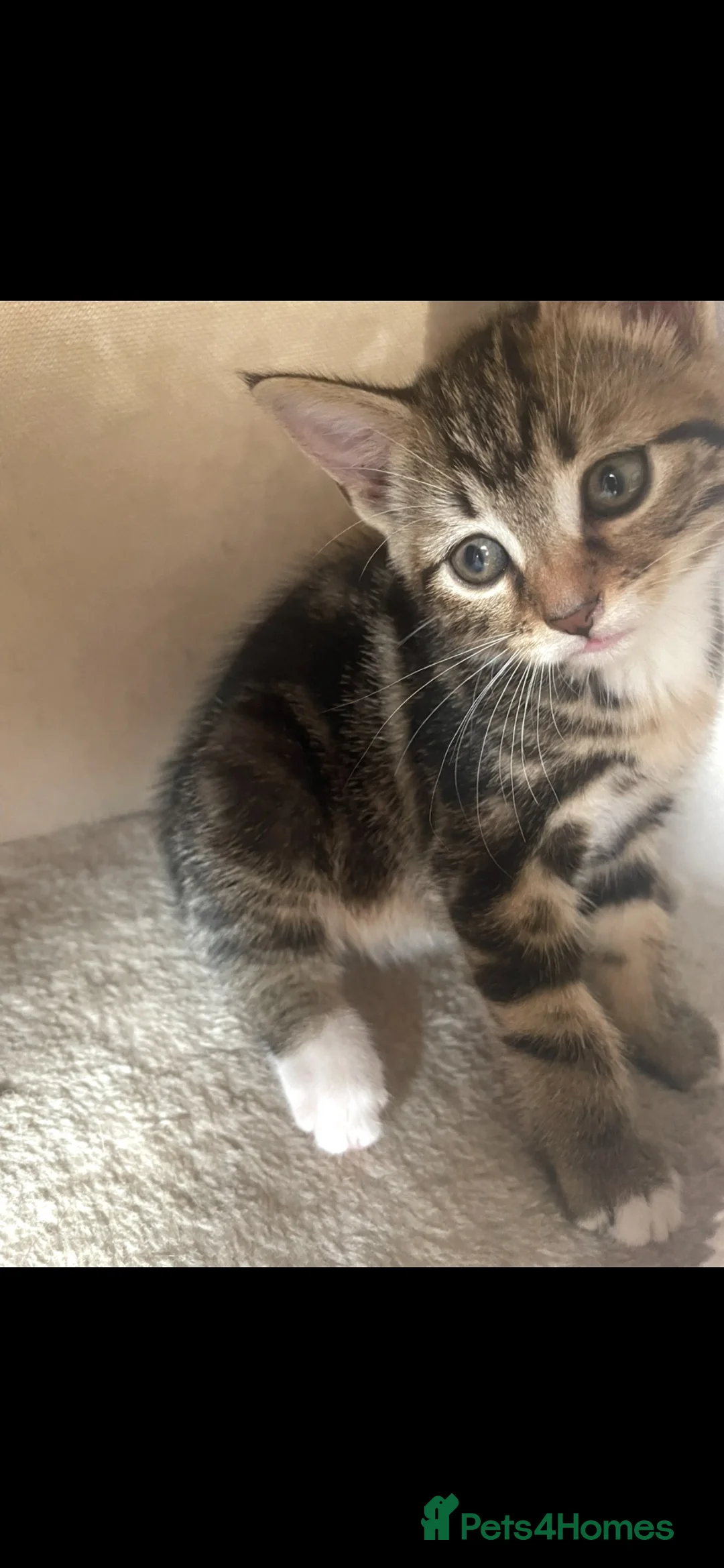 Mixed Breed cats for sale: Mixed tabby kittens  - Advert 2