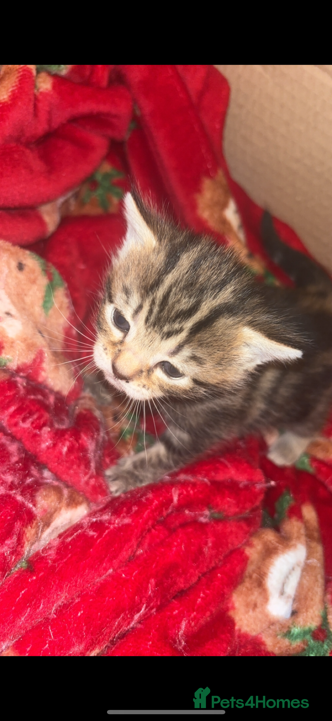 Bengal cats for sale: Bengal kittens  - Advert 9