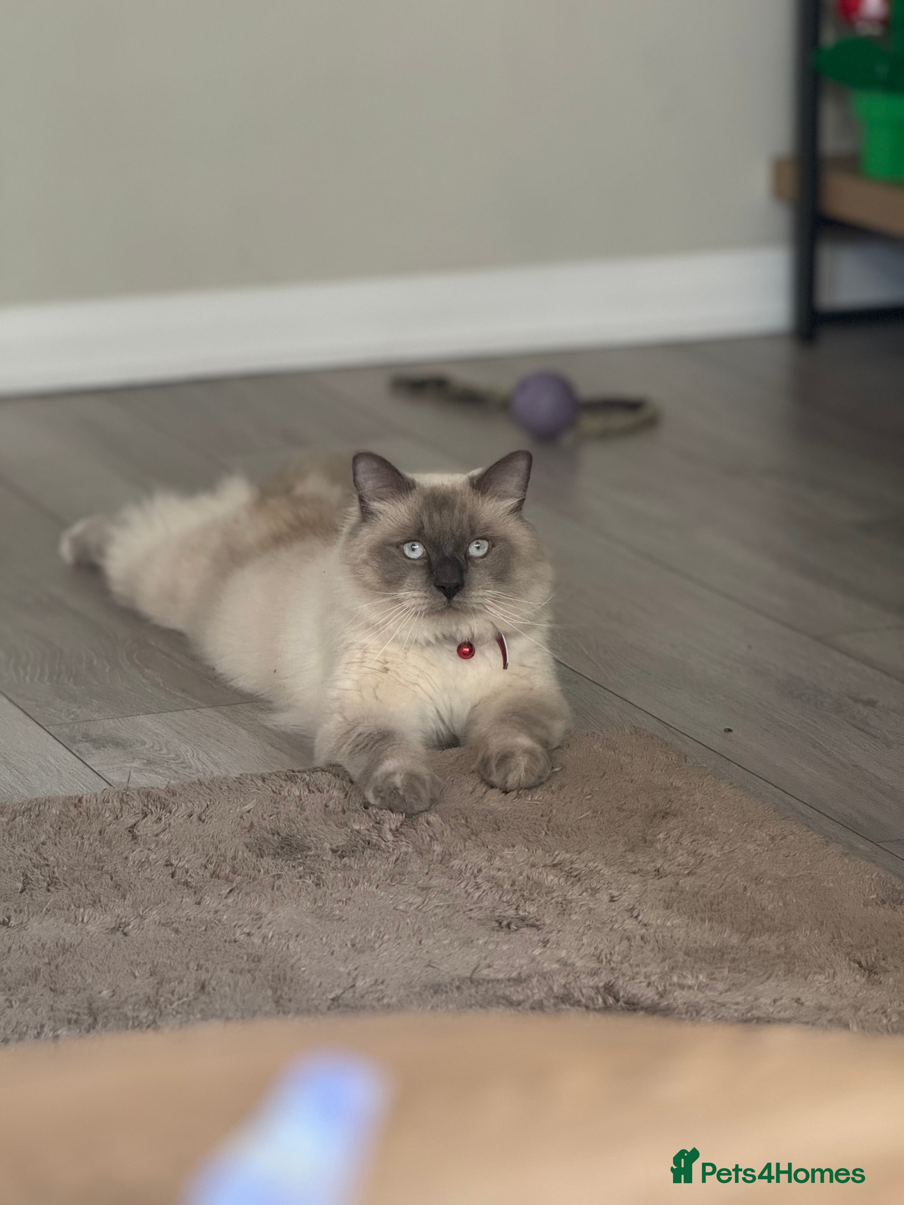 Ragdoll cats 10 month old Ragdoll - Advert 1