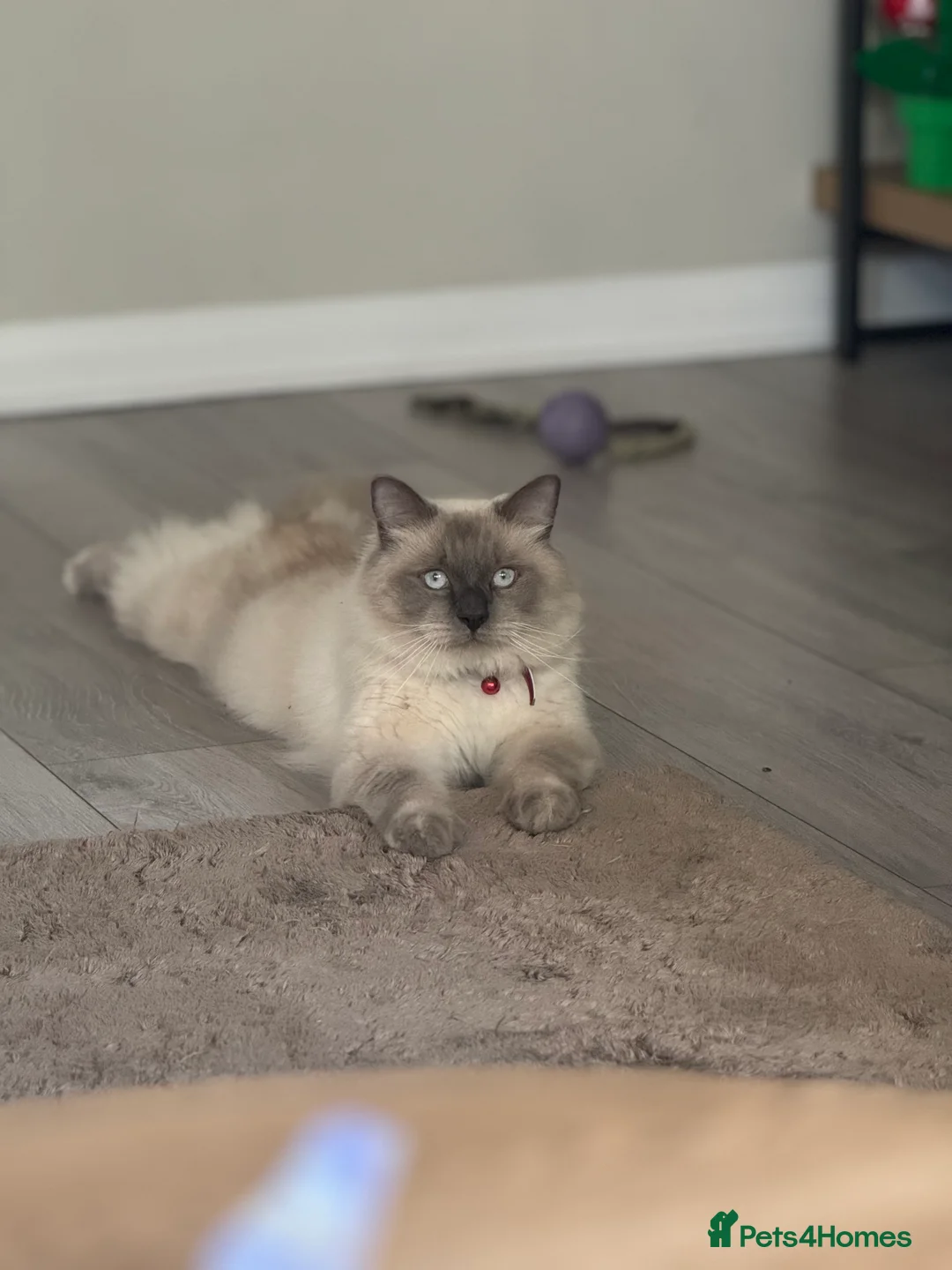 Ragdoll cats for sale: 10 month old Ragdoll in Shoreham-by-Sea - Advert 1