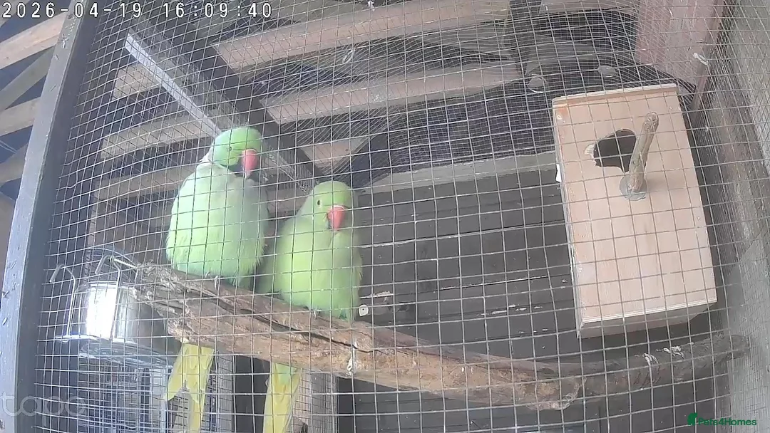 Ringnecks birds for sale: Breeding pair IndianRingneck - Advert 1