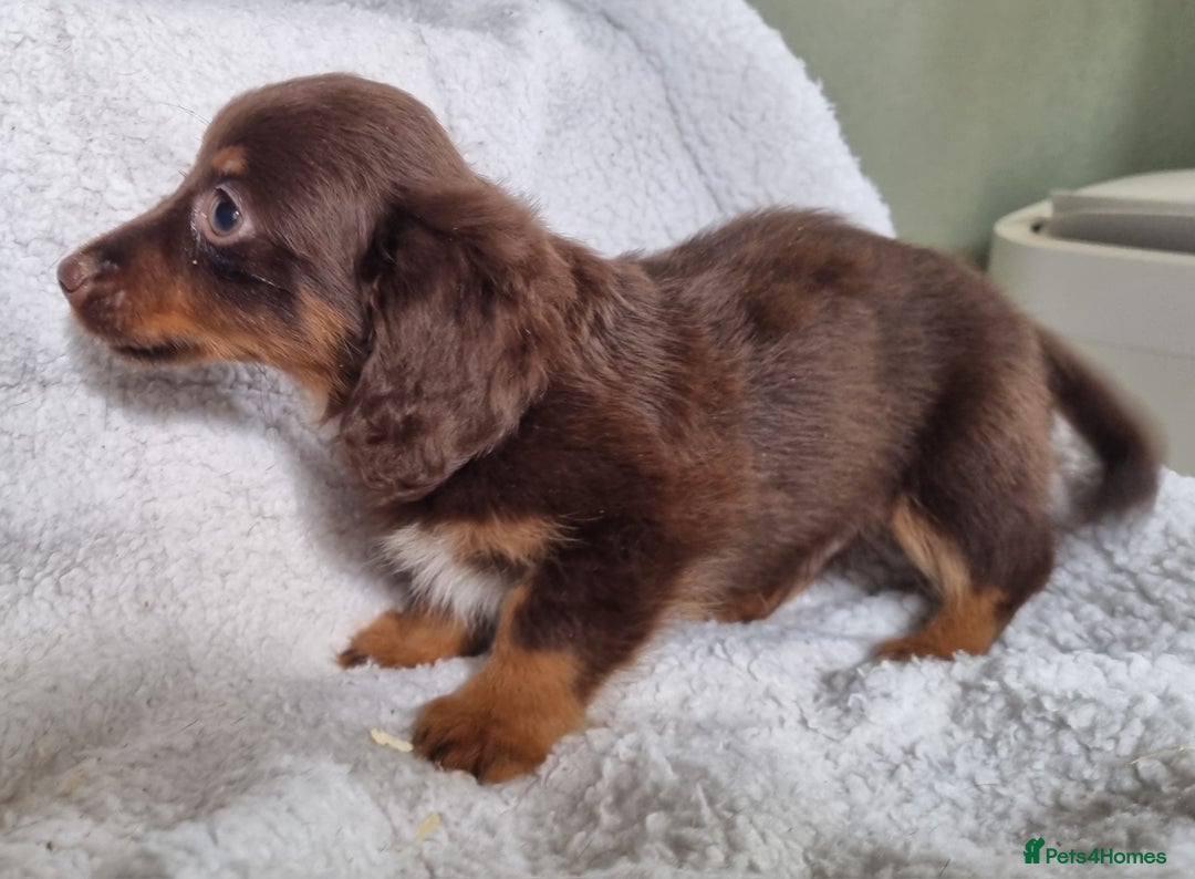 Mixed Breed dogs for sale: Long Haired Dachshund x lilac merle - Image 4