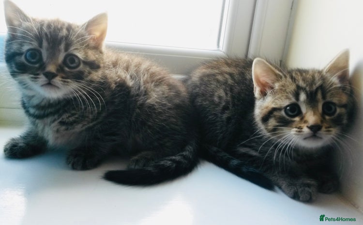Mixed Breed cats - Advert 6