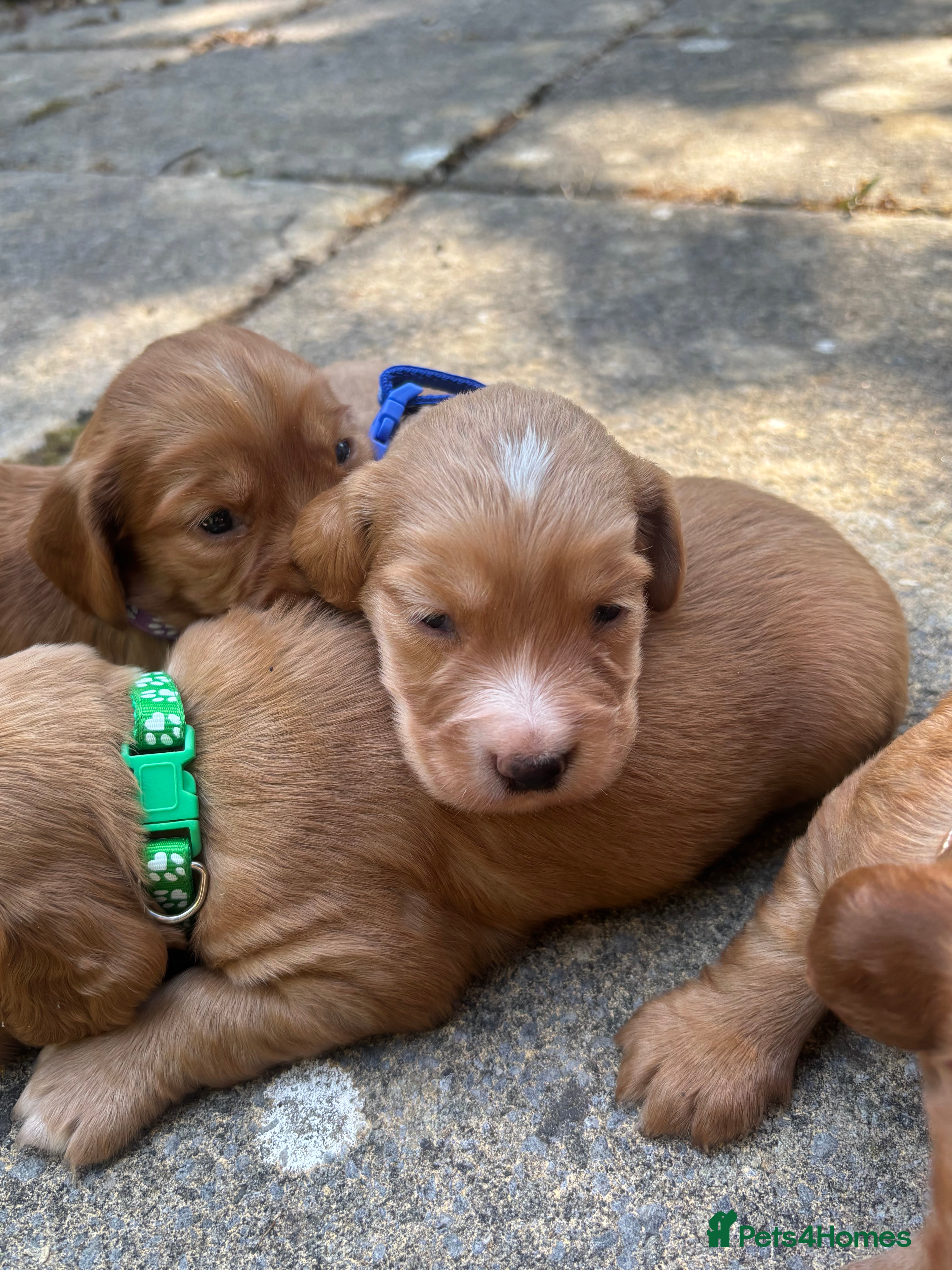 Cocker Spaniel dogs KC working cocker spaniel puppies  - Advert 1