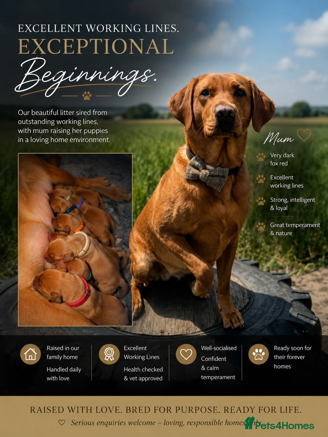 Labrador Retriever dogs Dark Fox Red Labrador Puppies – Exceptional Lines - Advert 1