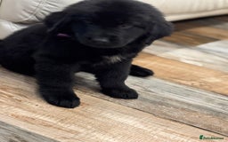 Newfoundland dogs for sale: Newfoundland puppies - Image 6
