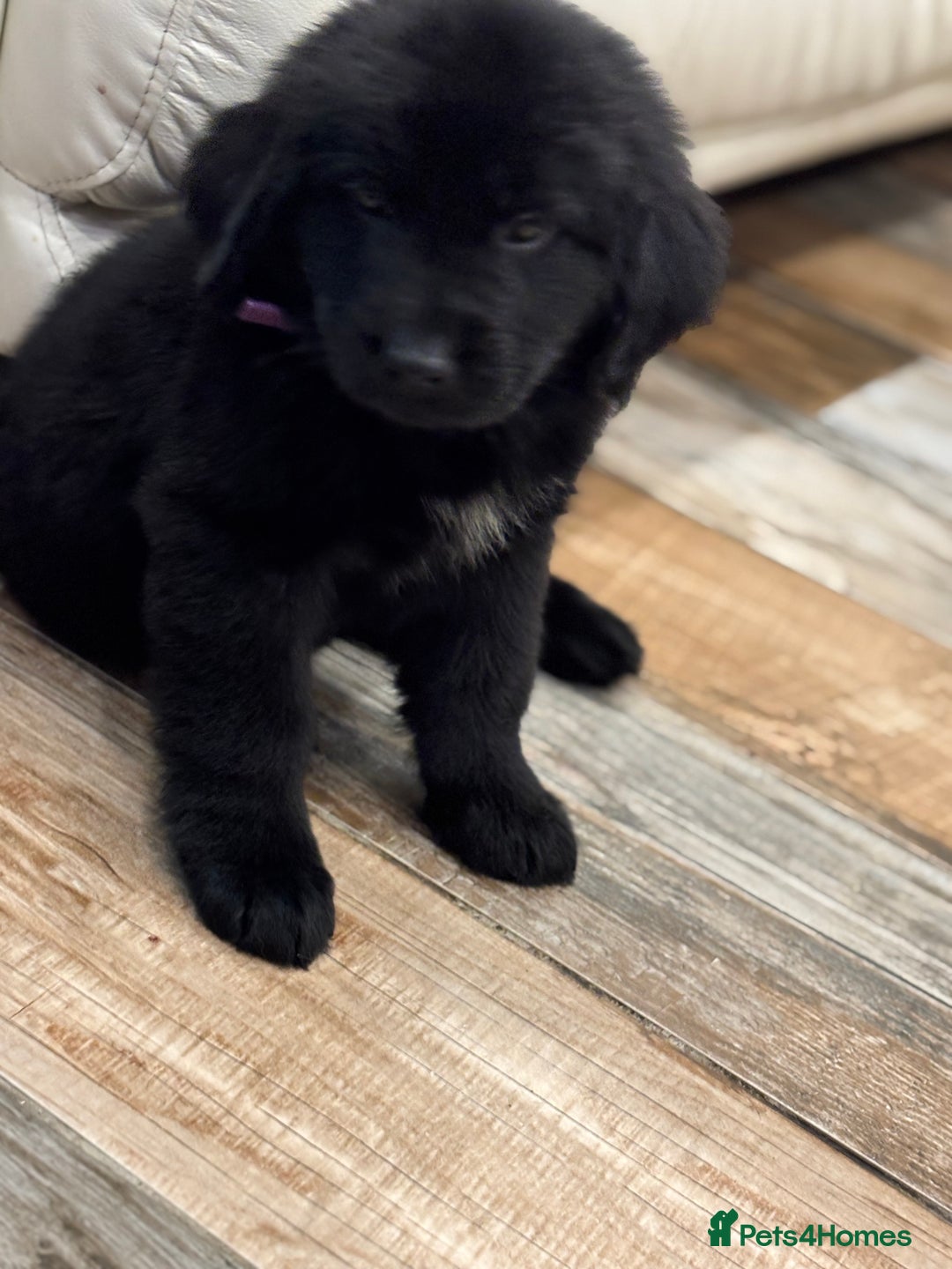 Newfoundland dogs for sale: Newfoundland puppies - Image 6