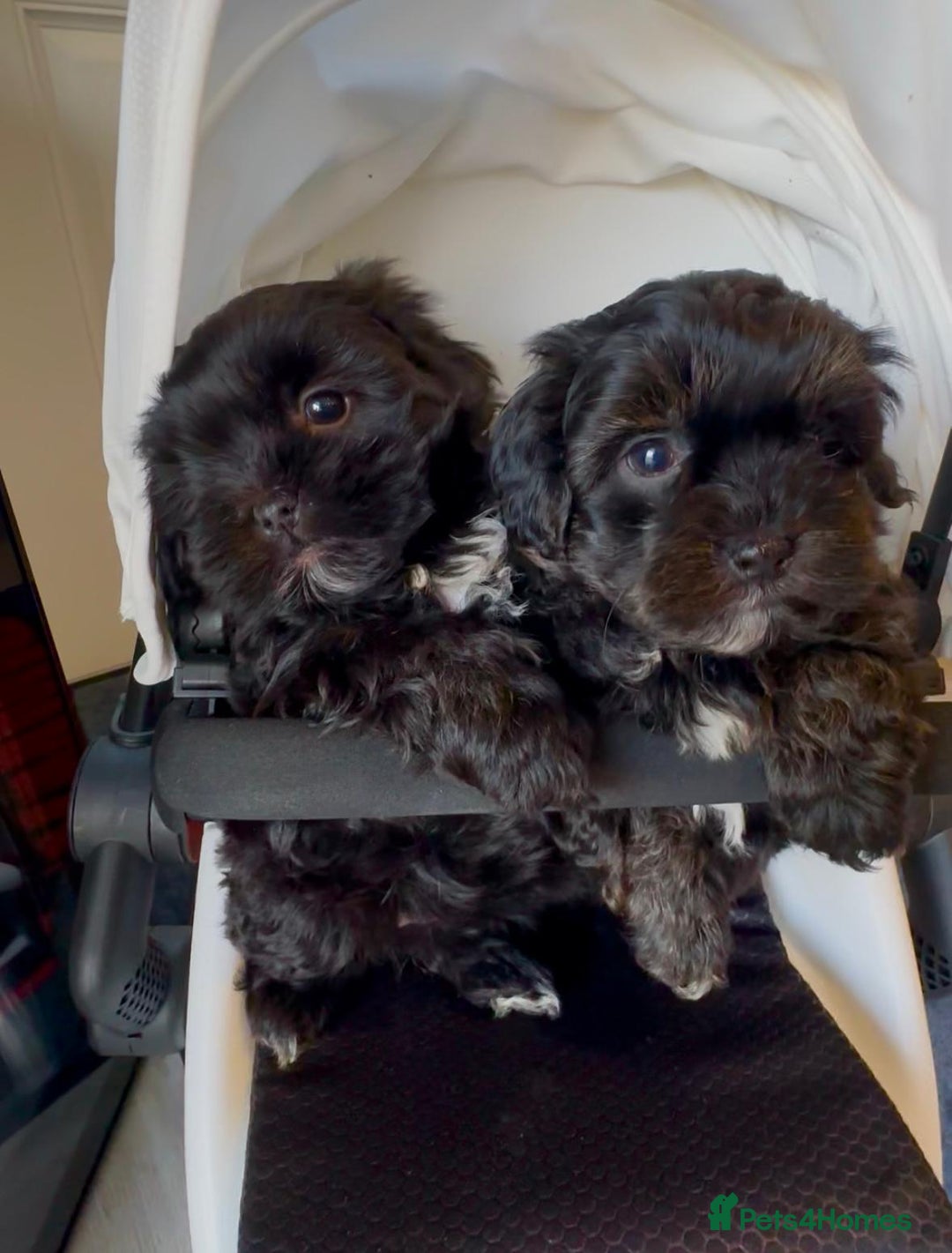 Shih Tzu dogs for sale: Rare imperial black Shih Tzu - Advert 7