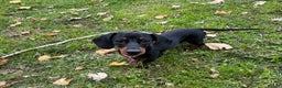 Dachshund dogs for sale: 8 month female pup needing a loving home  - Advert 3