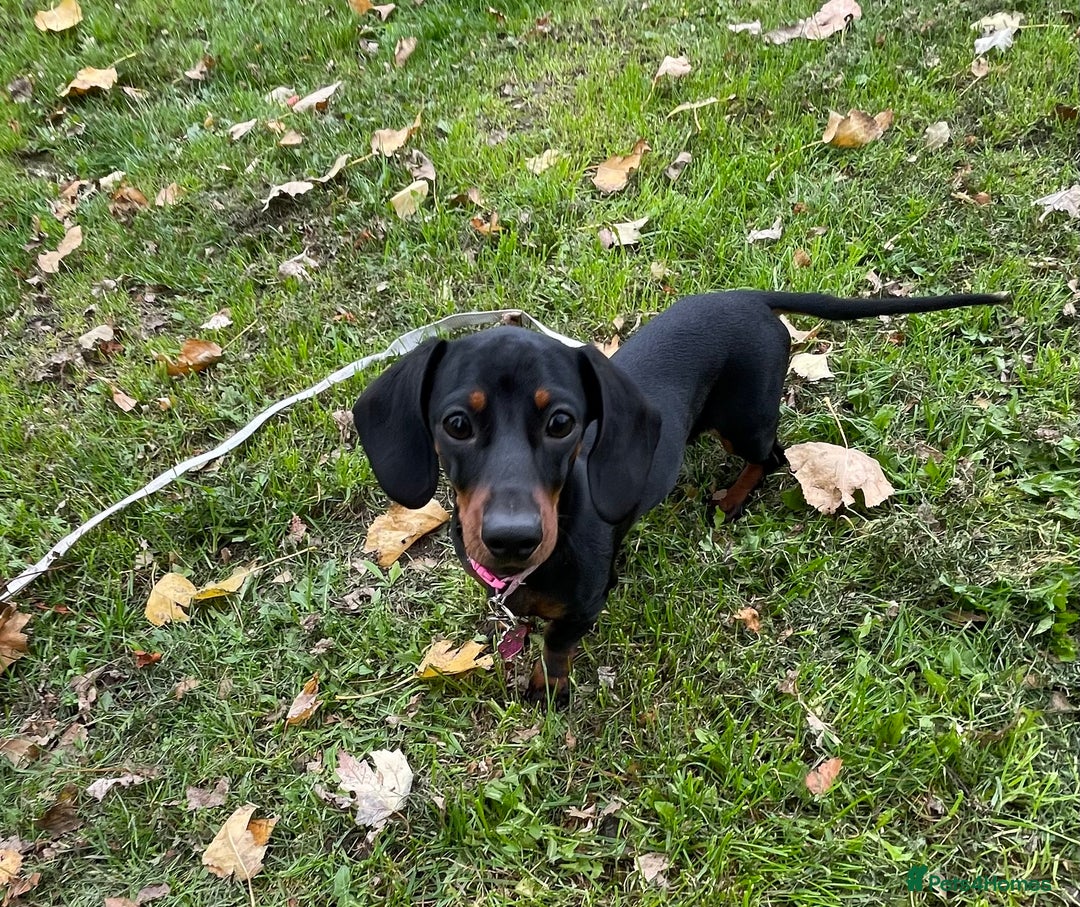 Dachshund dogs for sale: 8 month female pup needing a loving home  - Advert 3