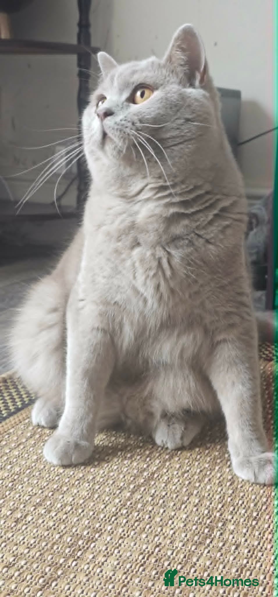 British Shorthair cats GCCF British Shorthair STUD - Advert 2