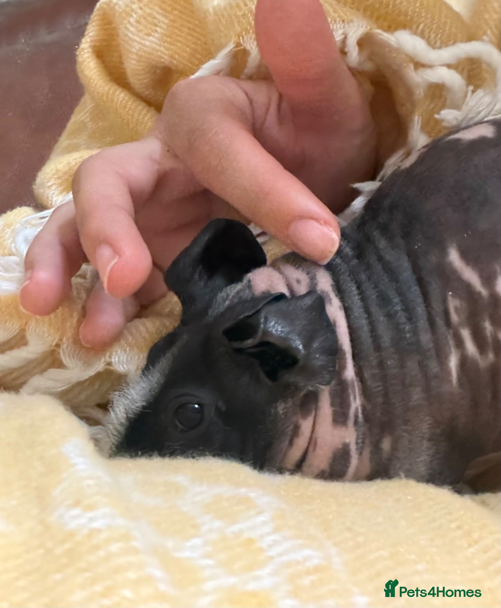 Guinea Pig rodents  Skinny Guinea Pig ( Hairless) - Advert 1