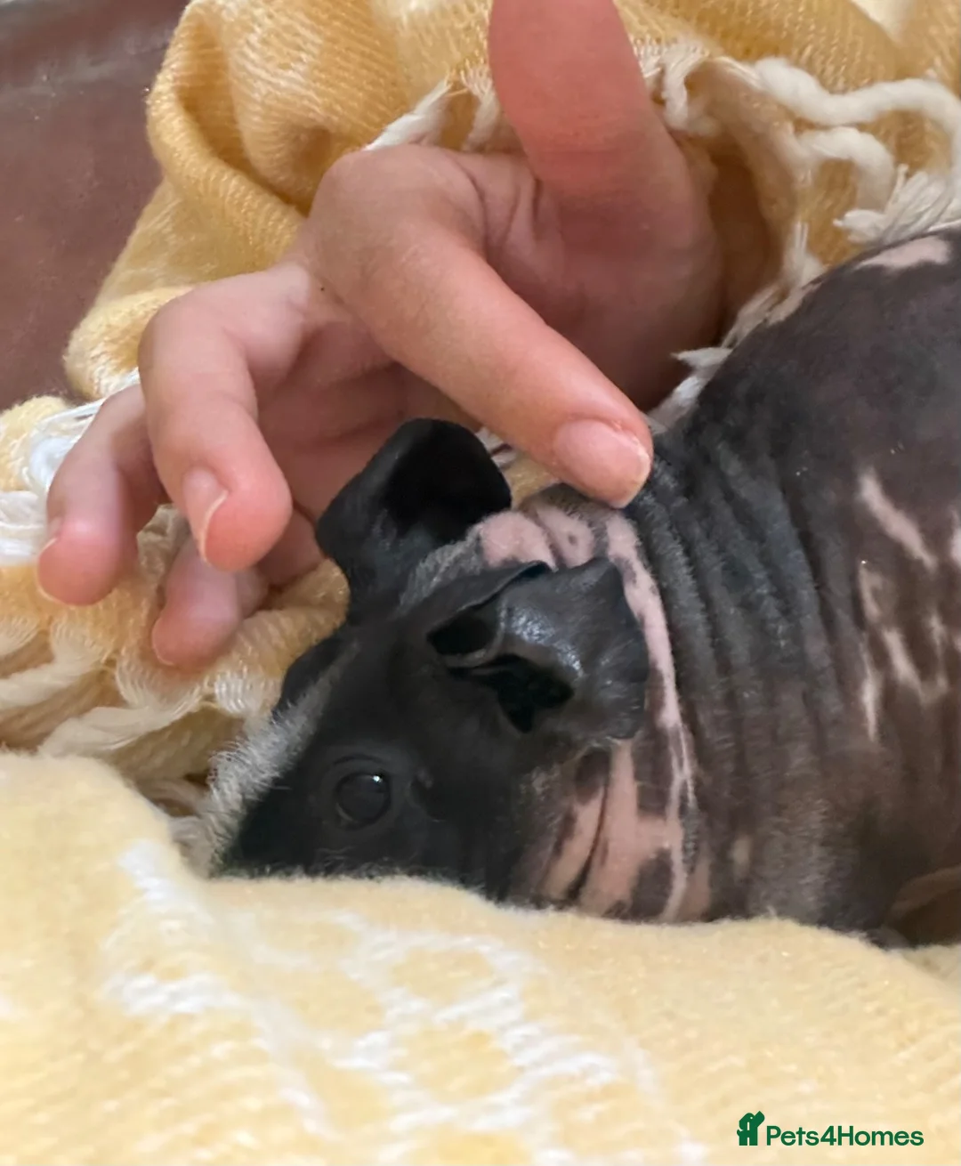 Guinea Pig rodents for sale:  Skinny Guinea Pig ( Hairless) in Edgware - Advert 1
