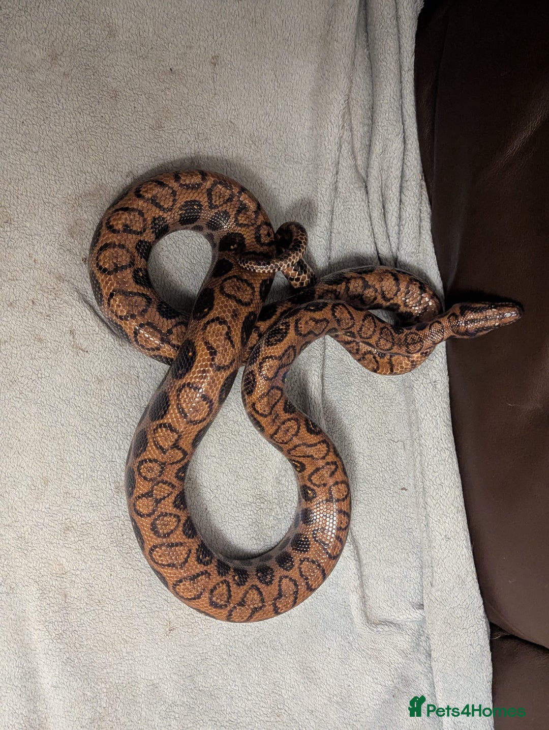 Boa Snake reptiles for sale: Brazilian rainbow boa snake - Advert 7