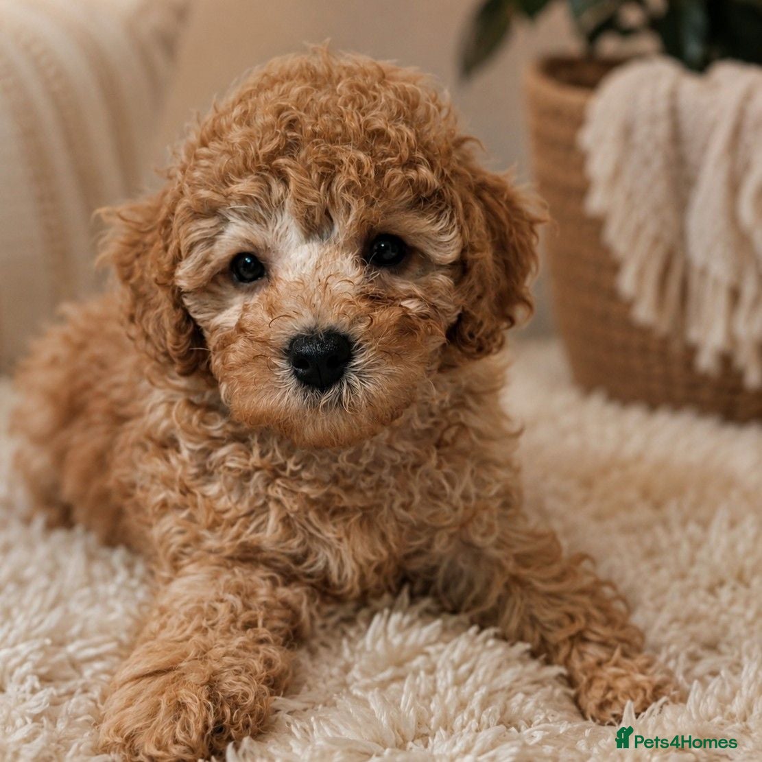 Cavapoo dogs Premium F1B Cavapoos (Puppy Culture/ENS) - Advert 1