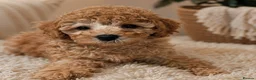 Cavapoo dogs for sale: Premium F1B Cavapoos (Puppy Culture/ENS) - Advert 6