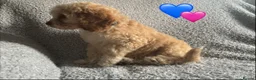 Cockapoo dogs for sale: 🐾 Stunning Litter of 8 Cockapoo Puppies! 🐾 - Advert 29