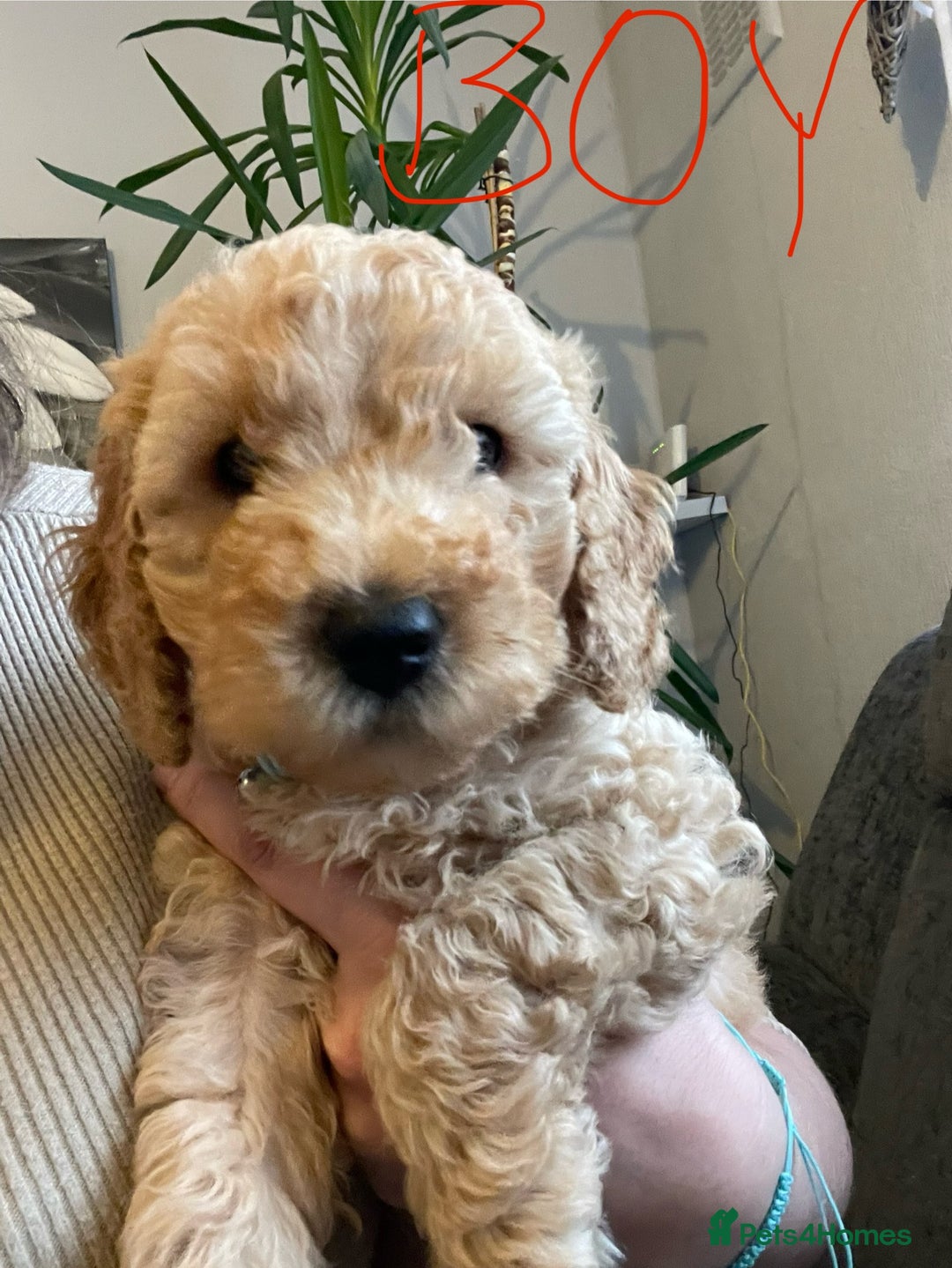 Cockapoo dogs for sale: Cockapoo puppies  - Image 8