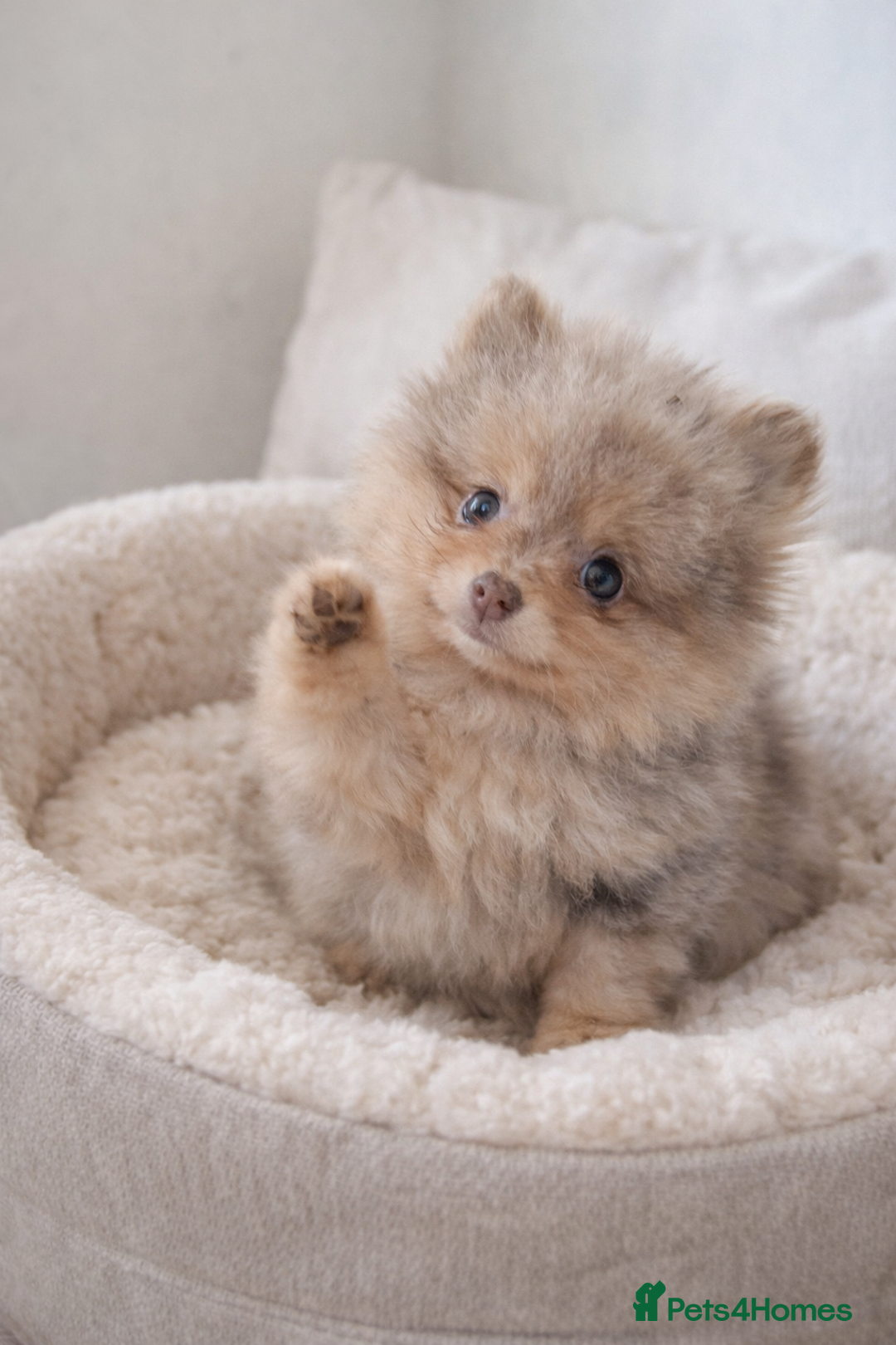 Pomeranian dogs for sale:  KC chocolate lilac merle tan girl teddy face - Advert 4