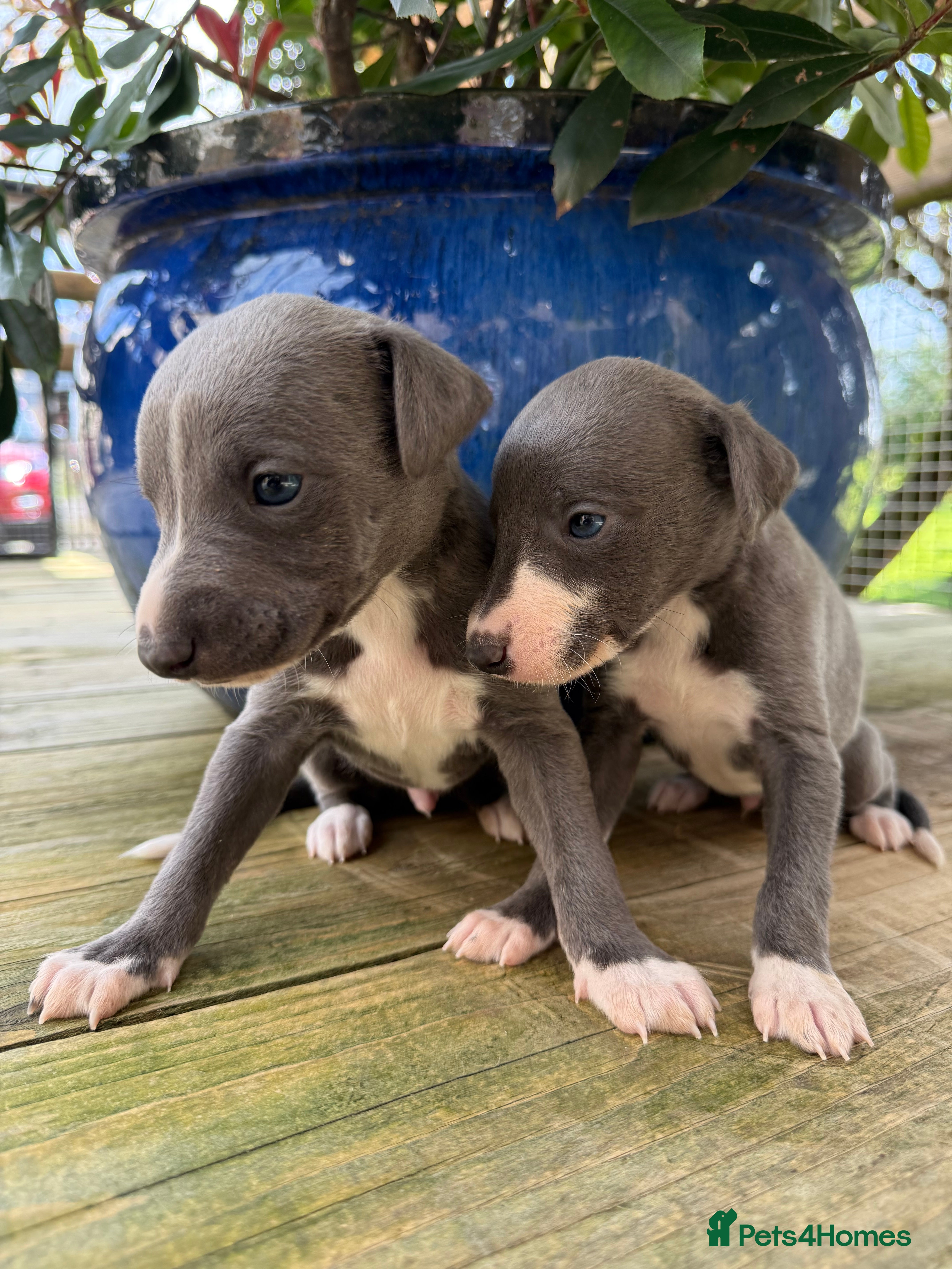 Whippet dogs Stunning  Blue Whippet puppies. - Advert 6
