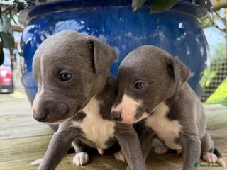 Whippet dogs Stunning Blue Whippet puppies. - Advert 6