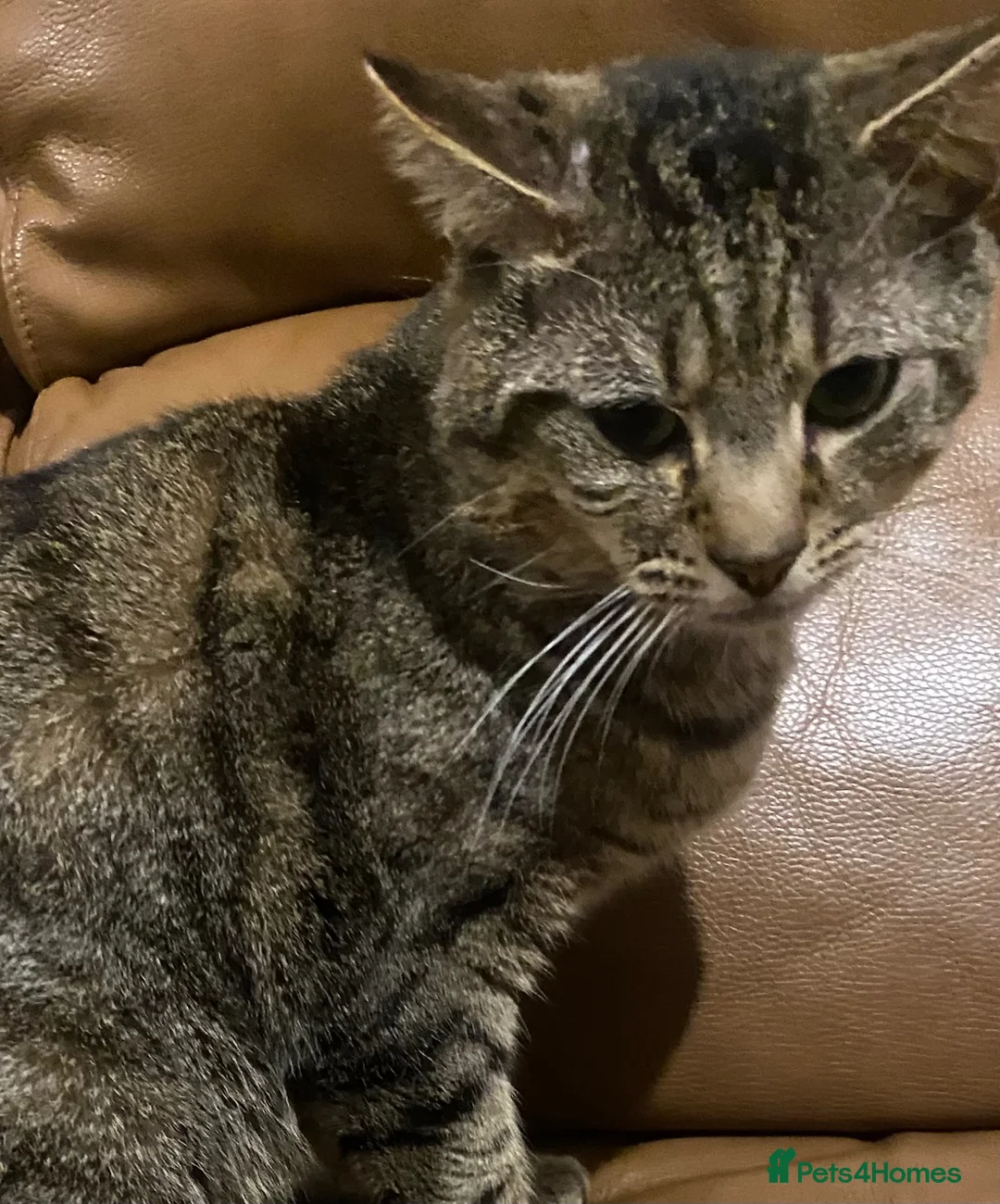 Mixed Breed cats for sale: Cute Male Fluffy Ginger Kitten Ready To Leave🏡 - Advert 11