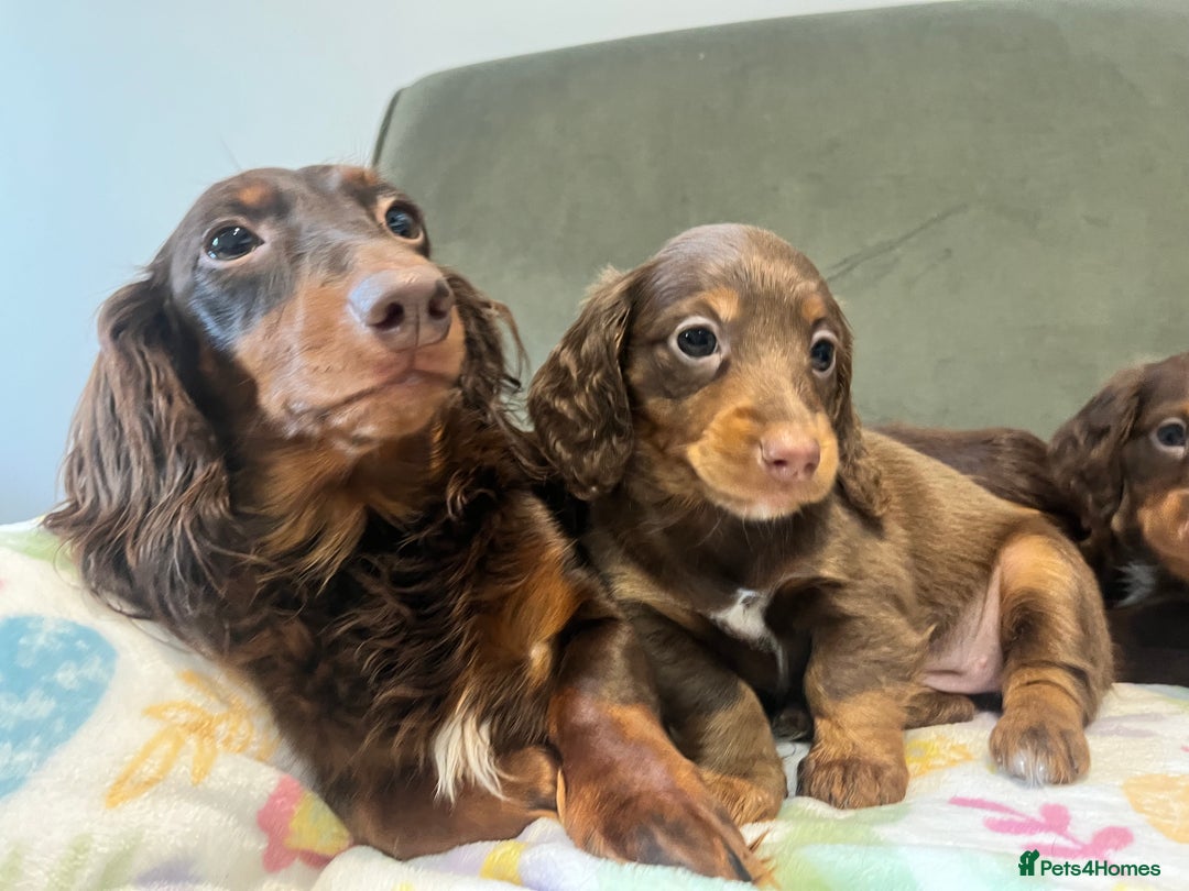 Miniature Dachshund dogs for sale: KC reg PRA clear long hair mini dachshund puppies  in Maidstone - Image 19